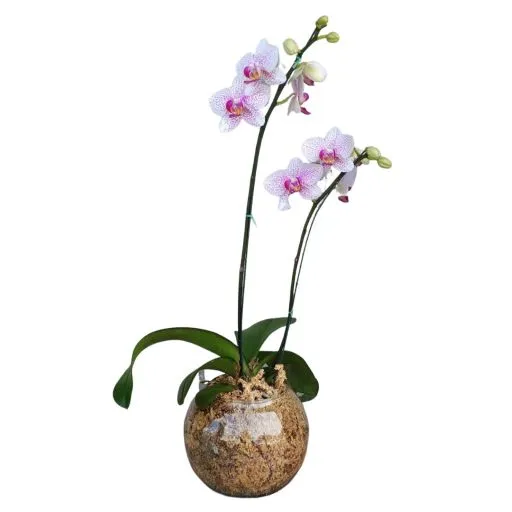 Orquidea blanca III